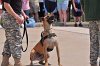 K-9 DSC_7842.jpg